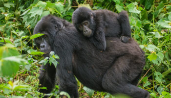 6 DAYS GORILLAS AND WILD LIFE SAFARI