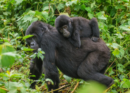 6 DAYS GORILLAS AND WILD LIFE SAFARI