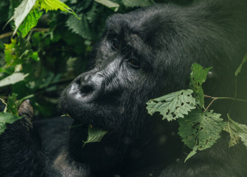 8 days Uganda primate safari