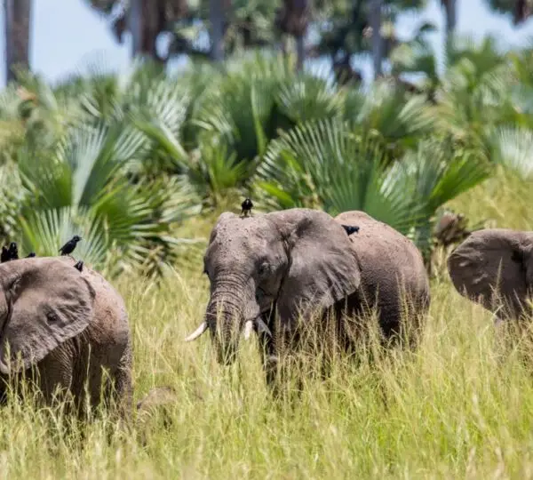 Discover Uganda