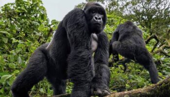 5 days Rwanda safari