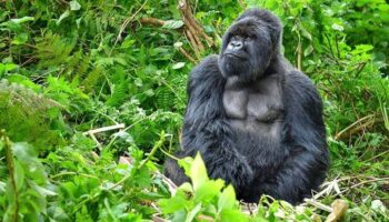 5 days Kibale and Bwindi safari