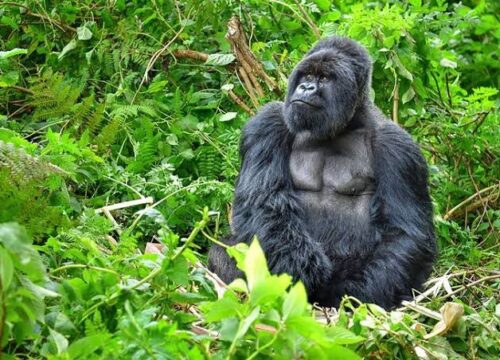 5 days Kibale and Bwindi safari