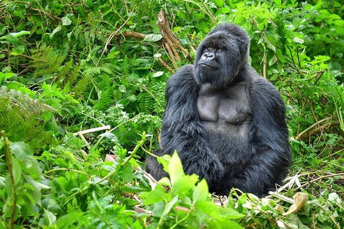 5 days Kibale and Bwindi safari