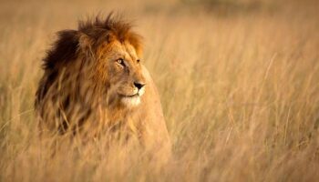 3 days Masai Mara safari