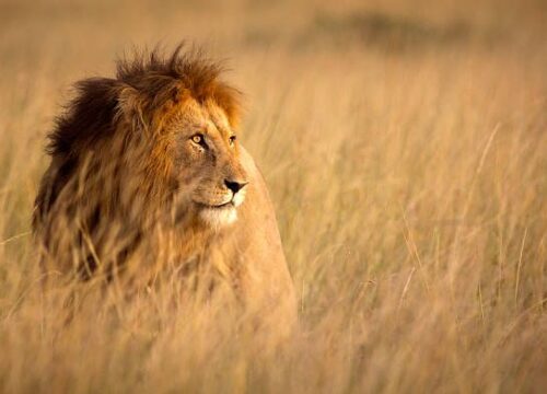 3 days Masai Mara safari