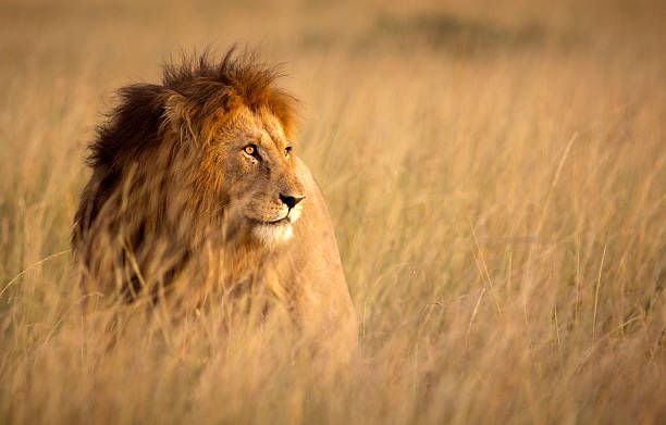 3 days Masai Mara safari
