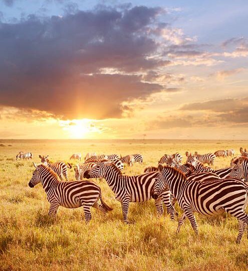 Discover safari
