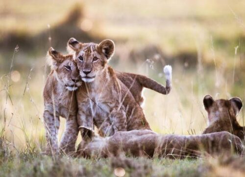 4 Days Tanzania Safari